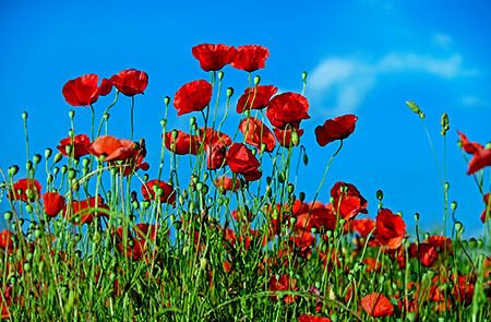 National Poppy Day 2023: What the red flower represents