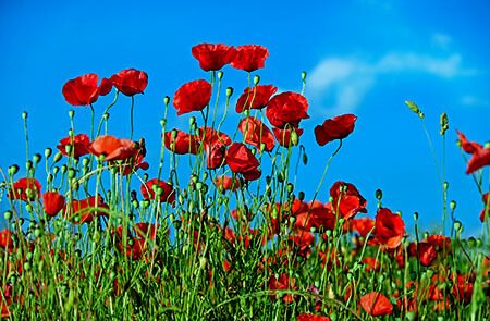 Remembrance Day greeting card. Beautiful red poppy flower on black  background with lettering Stock Photo