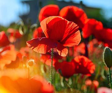 Poppy Flower Meaning and Facts