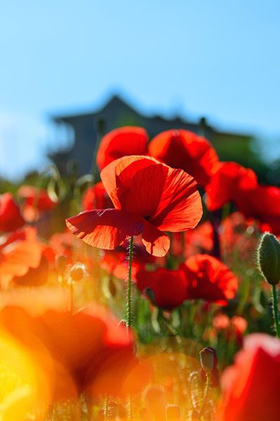 Poppy Flower Meaning and Uses