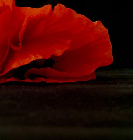 Poppy Flower Meaning and WWI