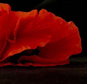 Poppy Flower Meaning and World War I