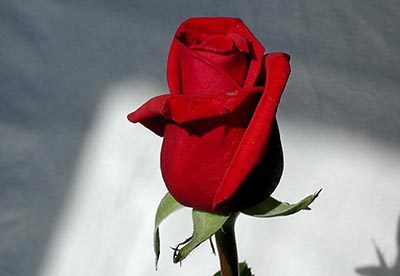 Red Rose Meaning Ancient History