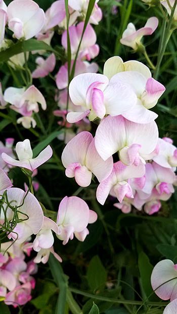 Sweet-Pea-Color-Meaning