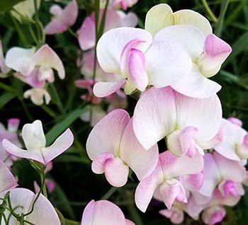 Sweet Pea Flower Color Meaning