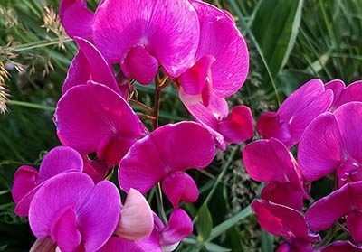 Sweet Pea Flower Meaning in England