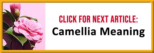 Camellia Meaning