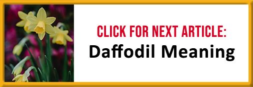 Daffodil Meaning