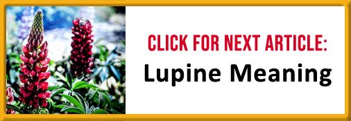 Lupine Meaning