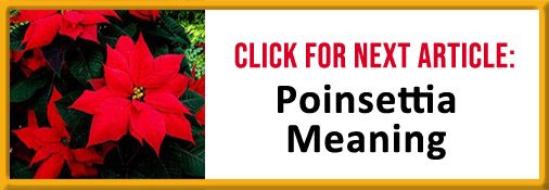 Poinsettia Meaning