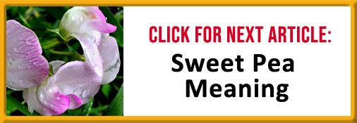 Sweet Pea Meaning