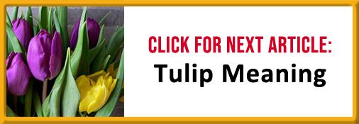 Tulip Meaning