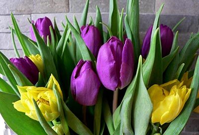 Tulip Bouquets for Celebrations