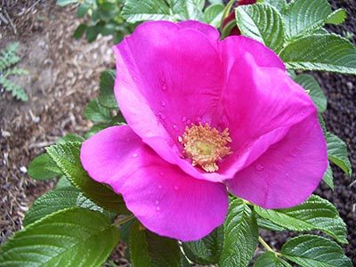 Wild Rose Meaning