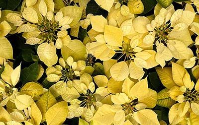 Yellow Poinsettia Flower Meaning