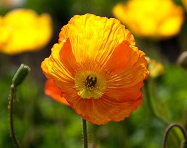 Yellow Poppy Flower Meaning