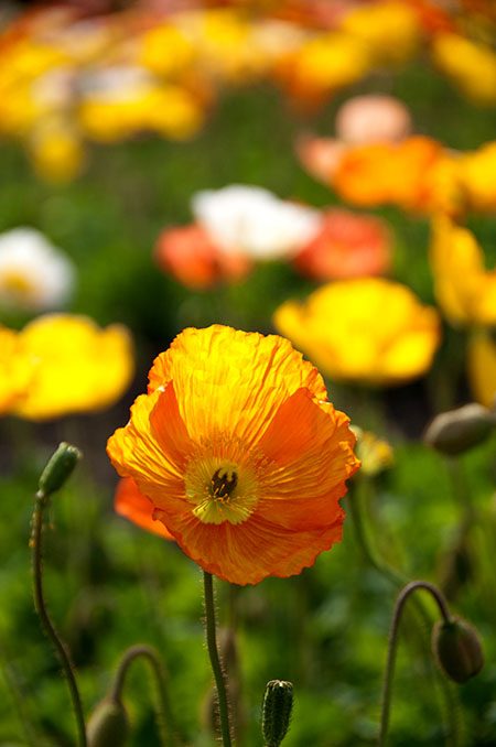 Yellow Poppy Flower Meaning